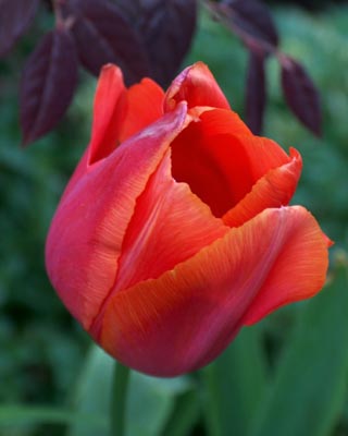 Tulips 2